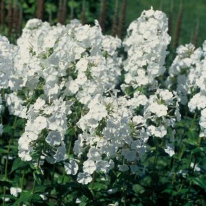 Phlox 'Miss Lingard'