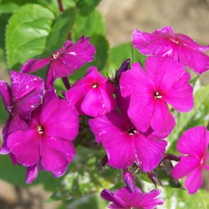 Phlox 'Nicky'