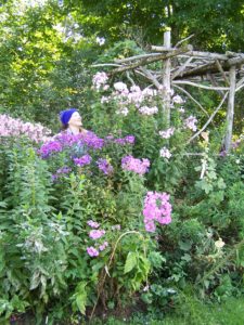Phlox 'Mile High Pink' is 6 ft tall.