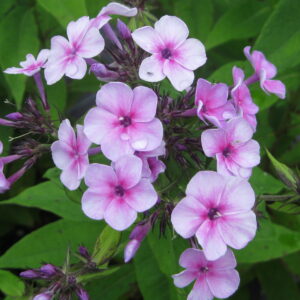 Phlox 'John Fanick'