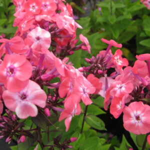 Phlox 'Jr. Dance'