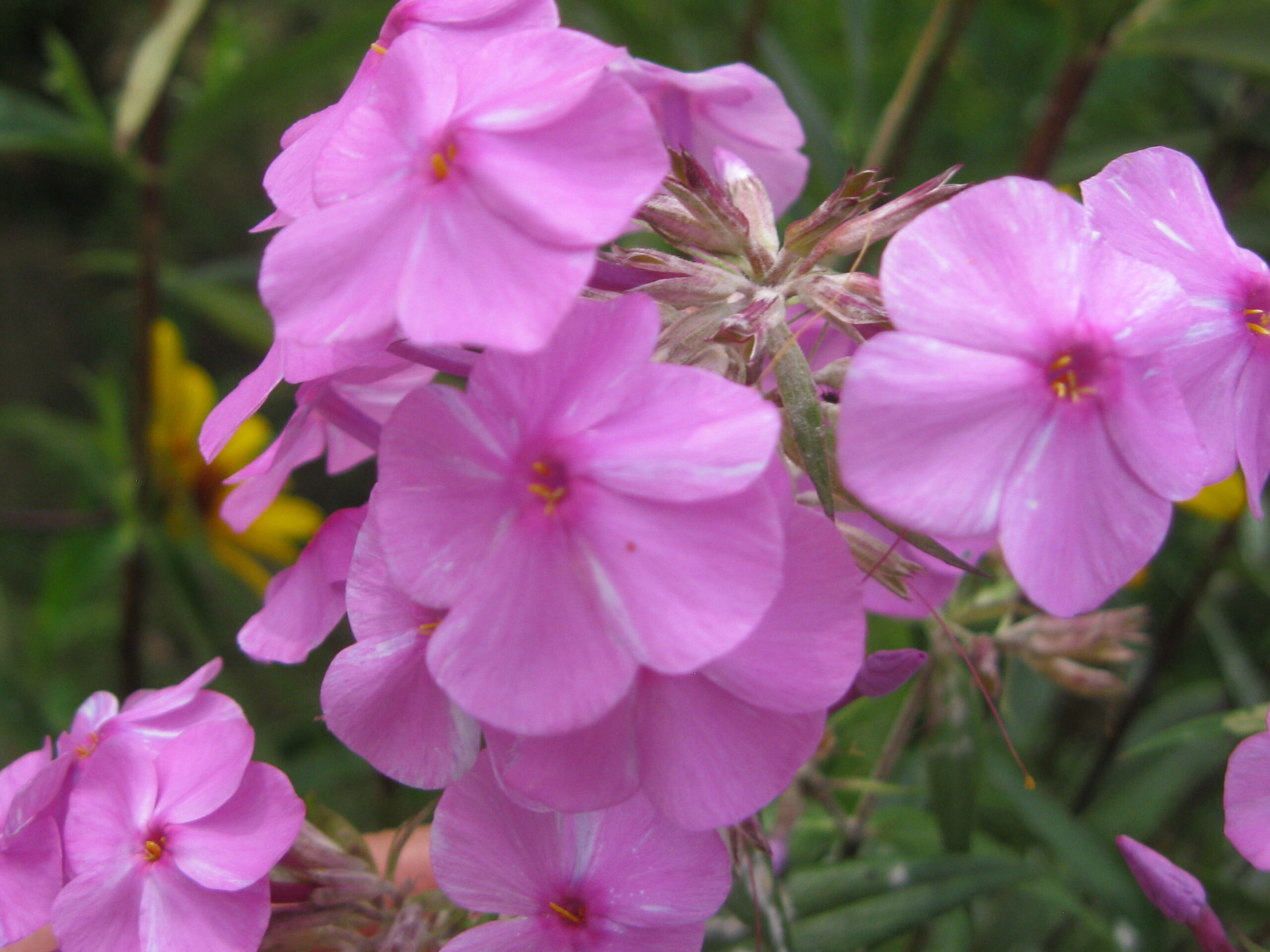 Phlox 'Rosalinde'