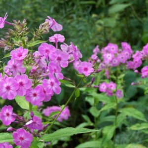 Phlox 'Shortwood'