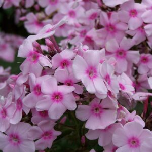 Phlox 'Miss Holland'