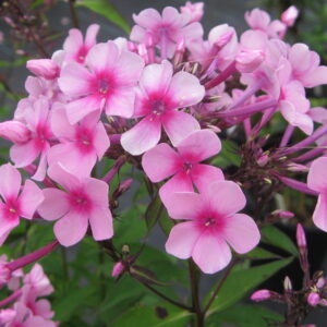 Phlox 'Miss Pepper'