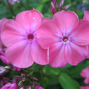 Phlox 'Rijnstroom'