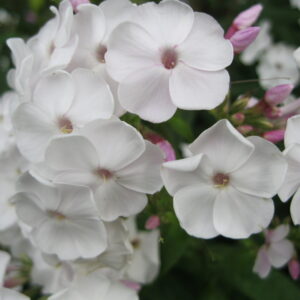 Phlox 'Pink Bud'