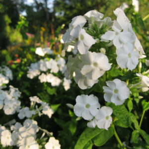 Phlox 'Miss Universe'