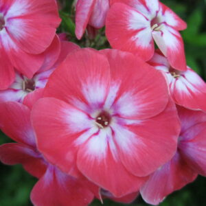 Phlox 'Lizzy'