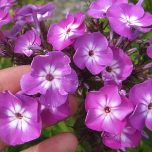 Phlox 'Widar'