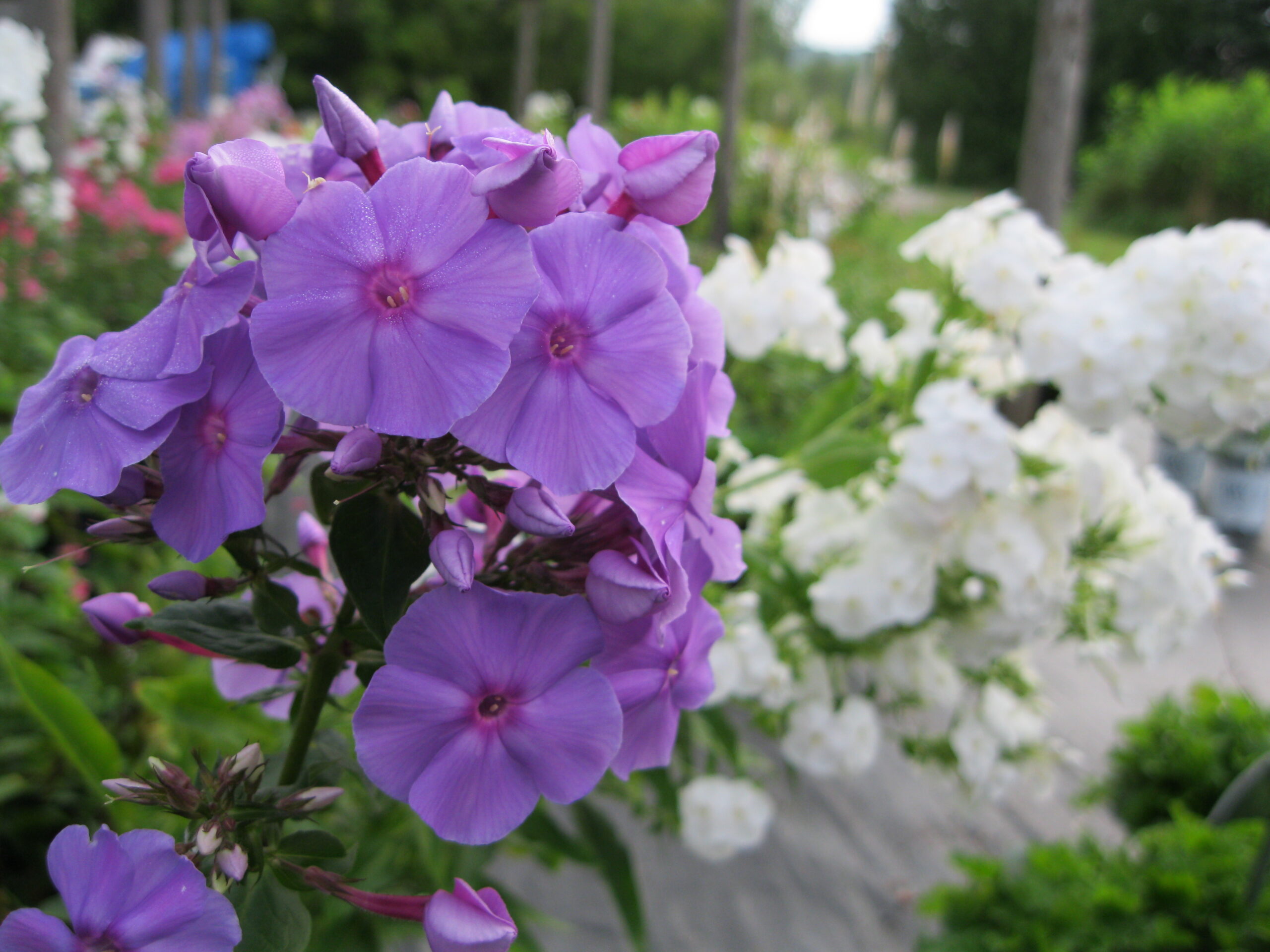 Phlox 'Amethyst'