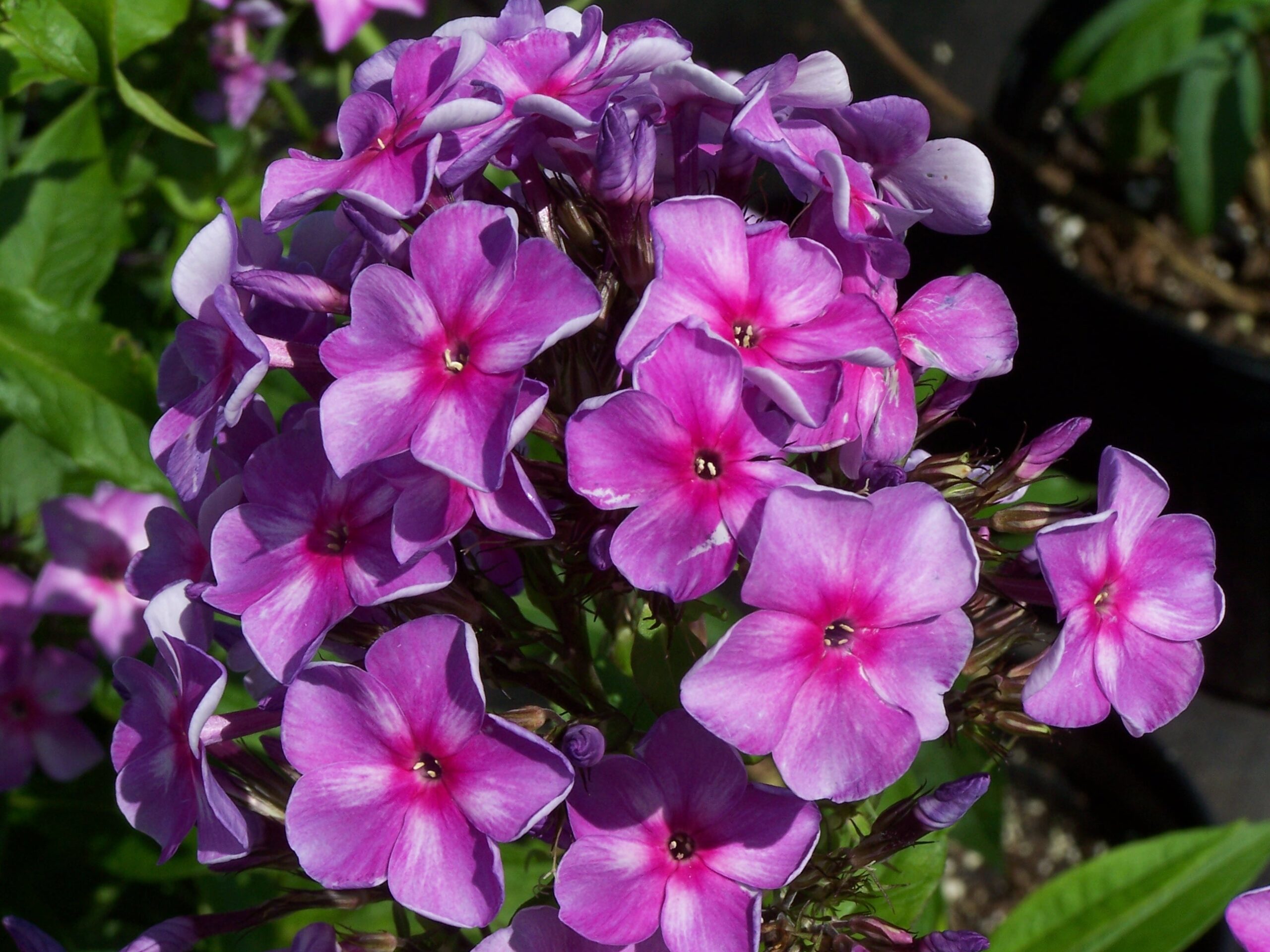 Phlox 'Ending Blue' in bright light