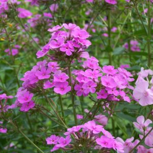 Phlox 'Hesperis'