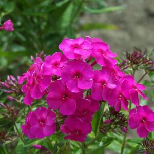 Phlox 'Hot September Pink'