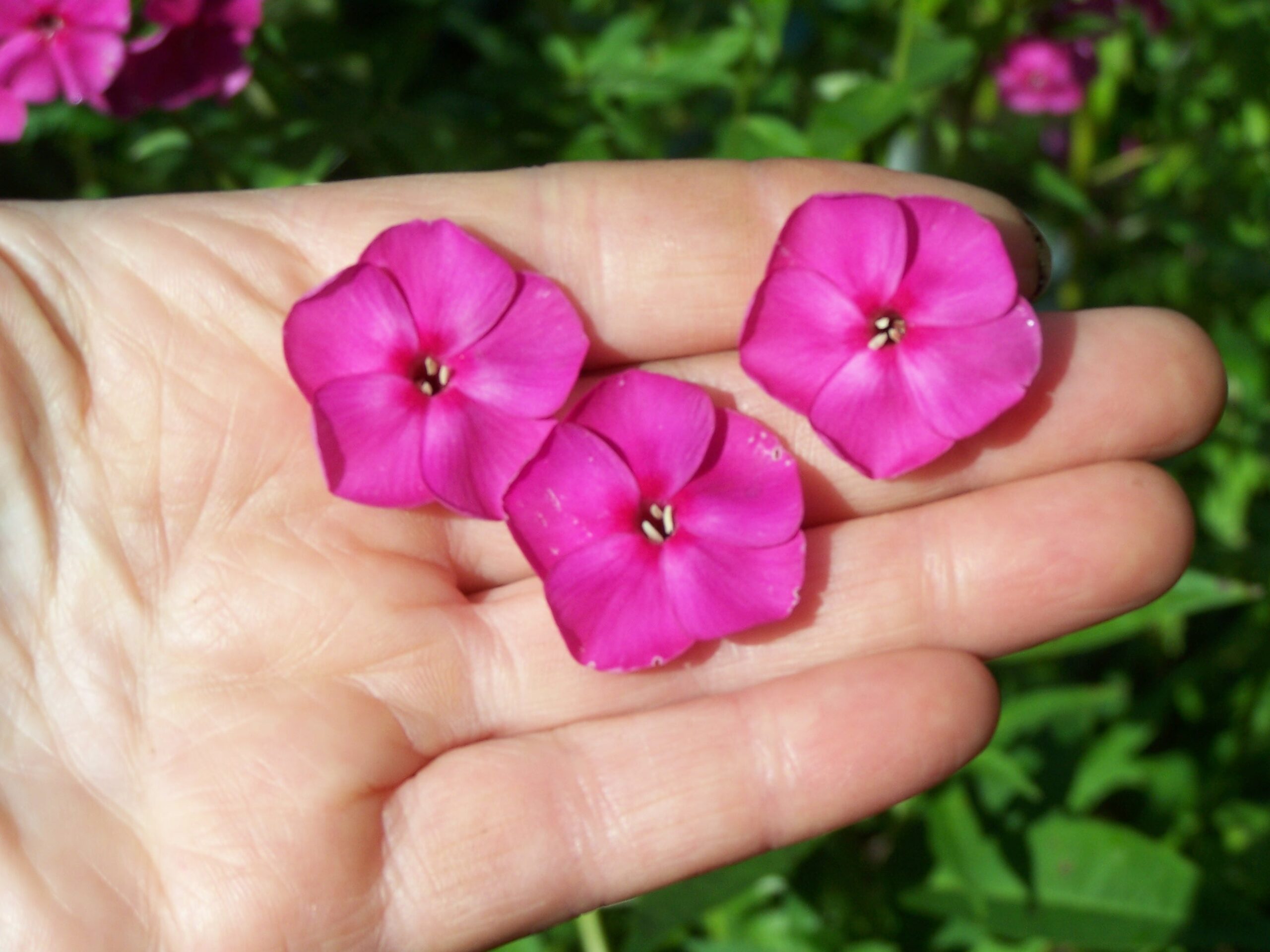 Phlox 'Hot September Pink'