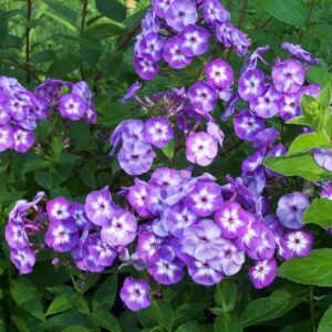 Phlox 'Laura'