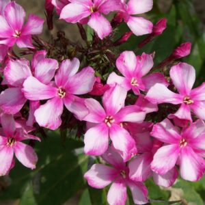 Phlox 'Miss Ellie'