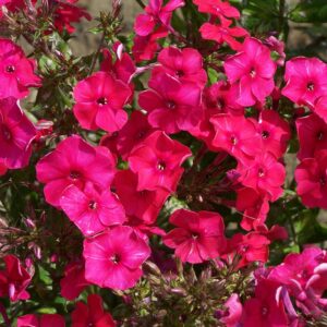 Phlox 'Red Riding Hood'
