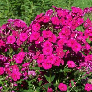 Phlox 'Red Super'