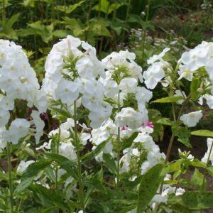 Phlox 'White Admiral'