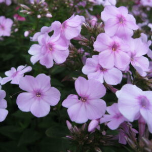 Phlox 'Zurstock Rose'