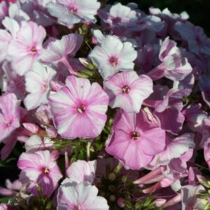 Phlox 'Picasso'