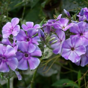 Phlox 'Progress'