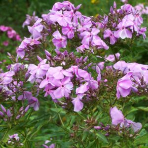 Phlox 'Lilac Glory'