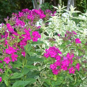 Phlox 'Red Magic'