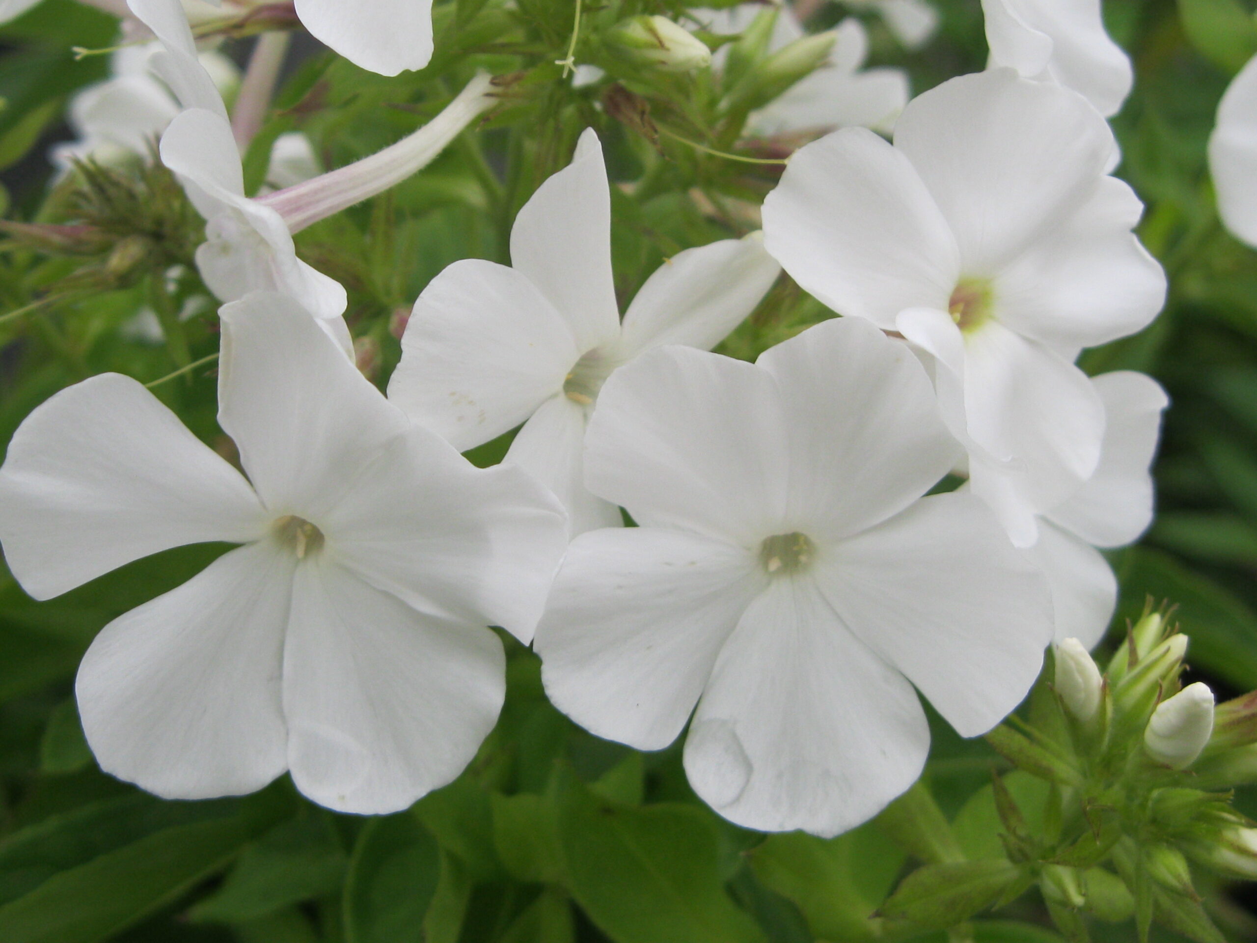Phlox 'Flame White'