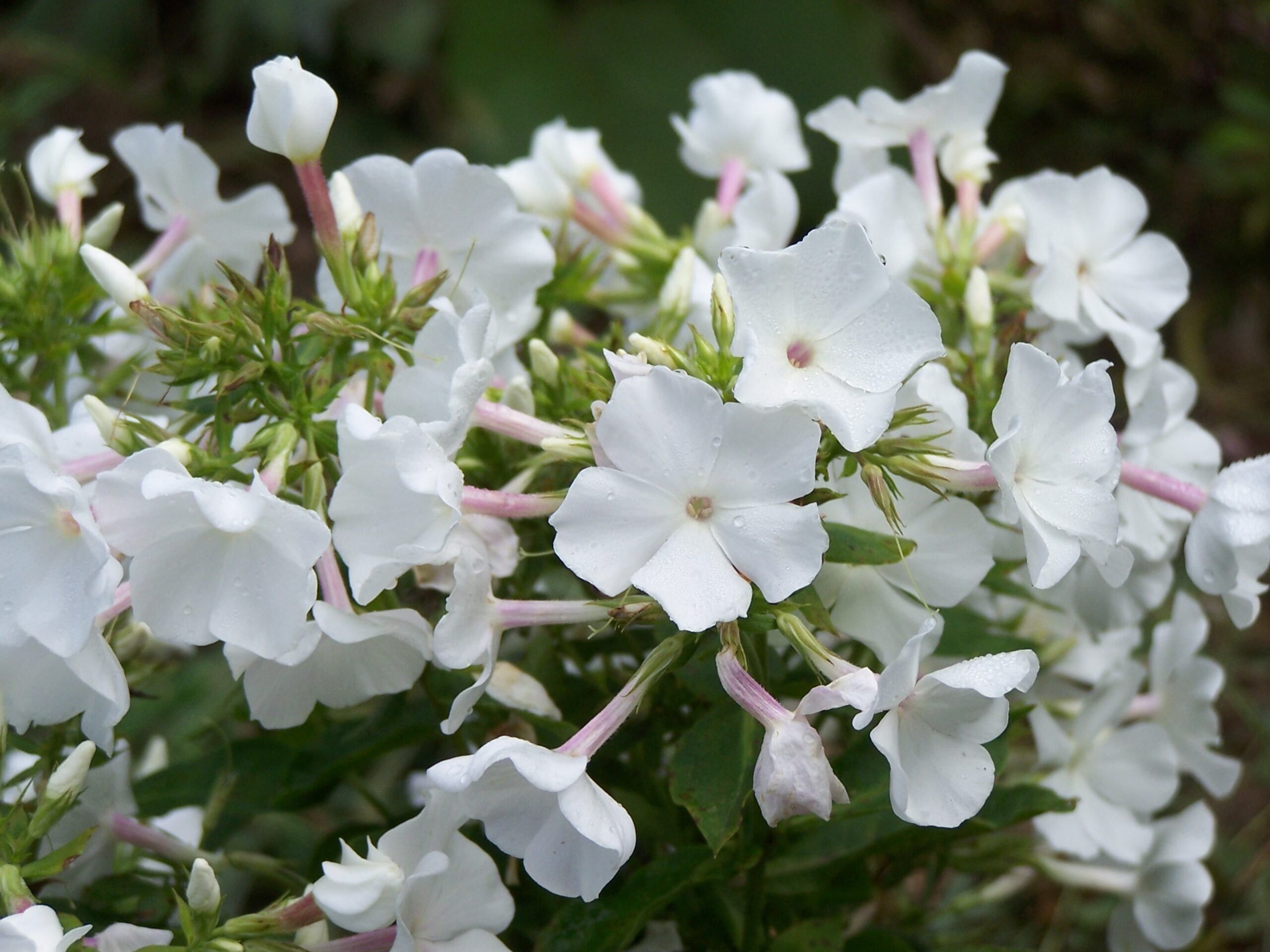 Phlox 'Flame White'