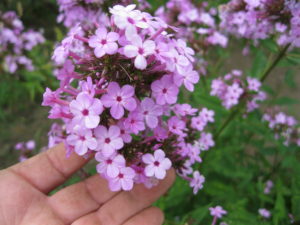 Phlox 'Jeana'
