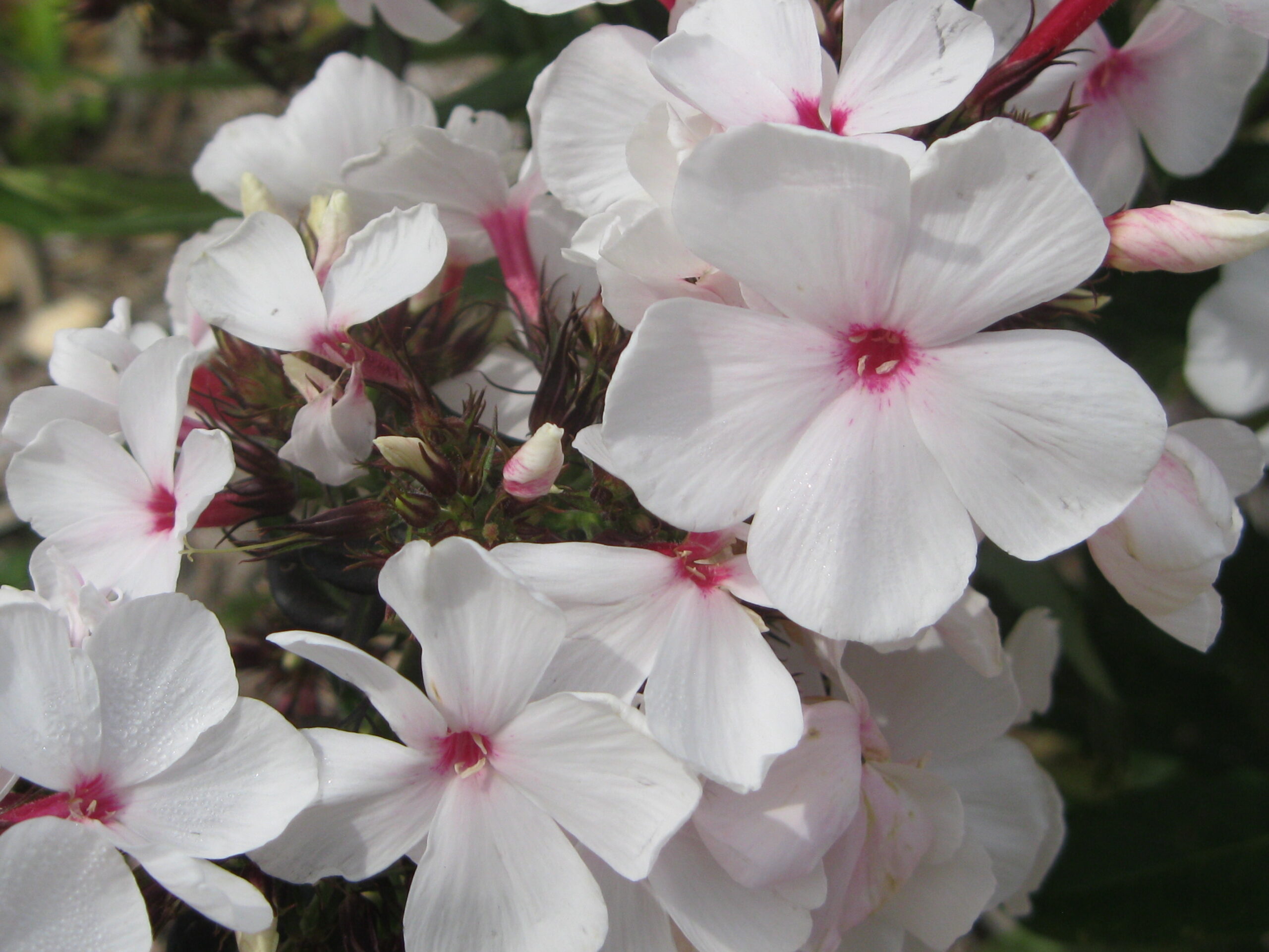 Phlox 'Popeye'