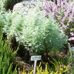 Roman Wormwood