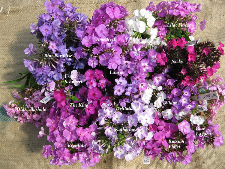 phlox-blues-combo