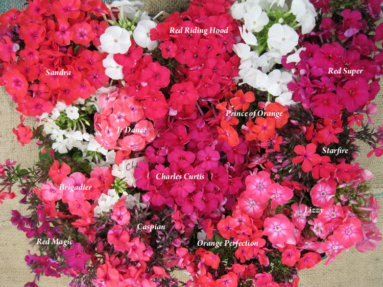 phlox-brights-combo