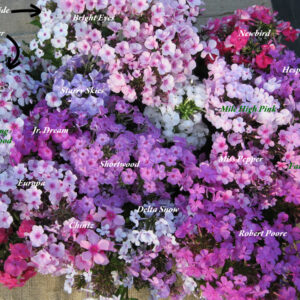 Phlox Reference Only