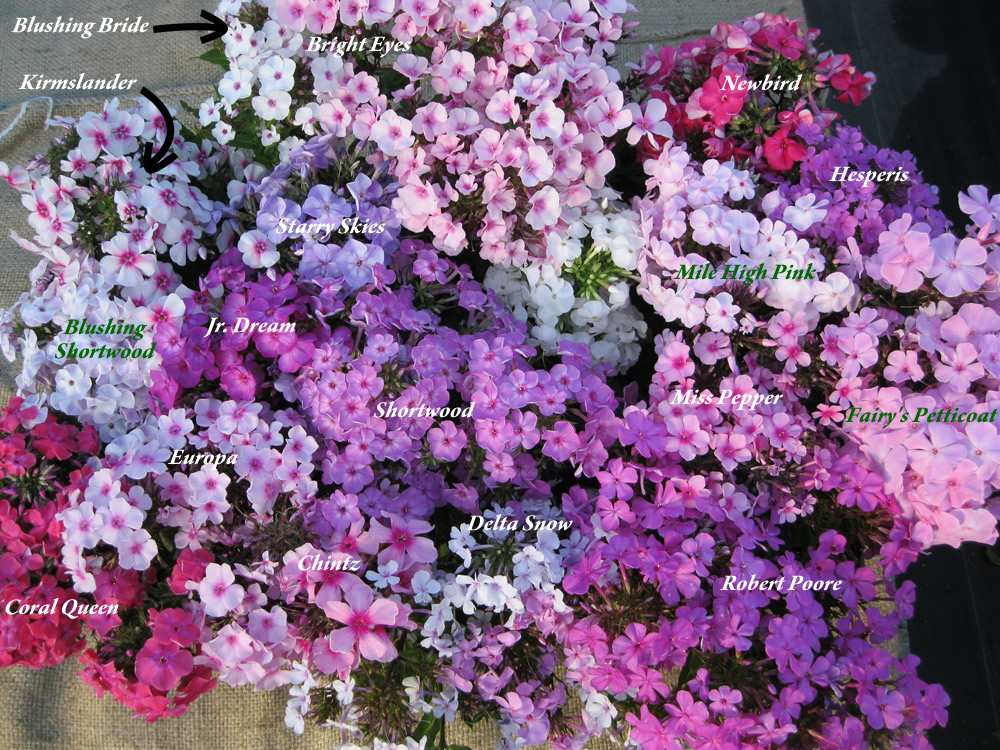 phlox-pinks-combo