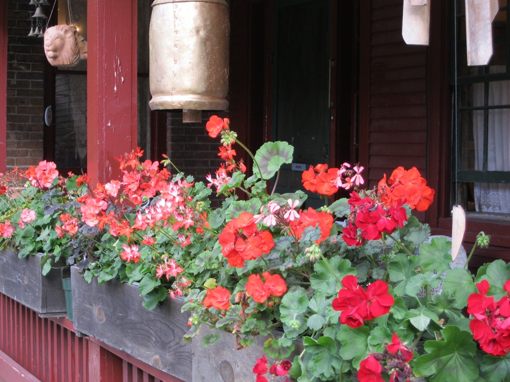 Geraniums on the Porch