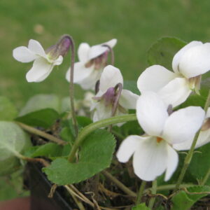 Sweet Violet 'Cornish White'