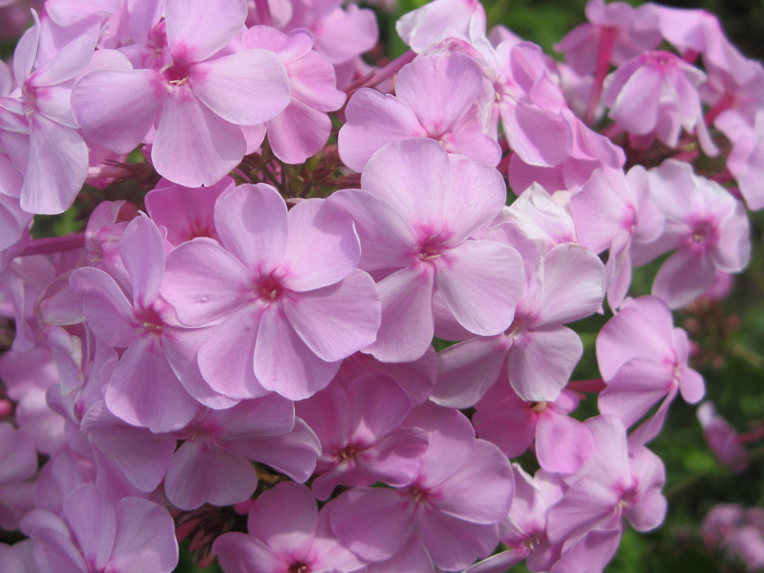 Old Cellarhole - Image 2