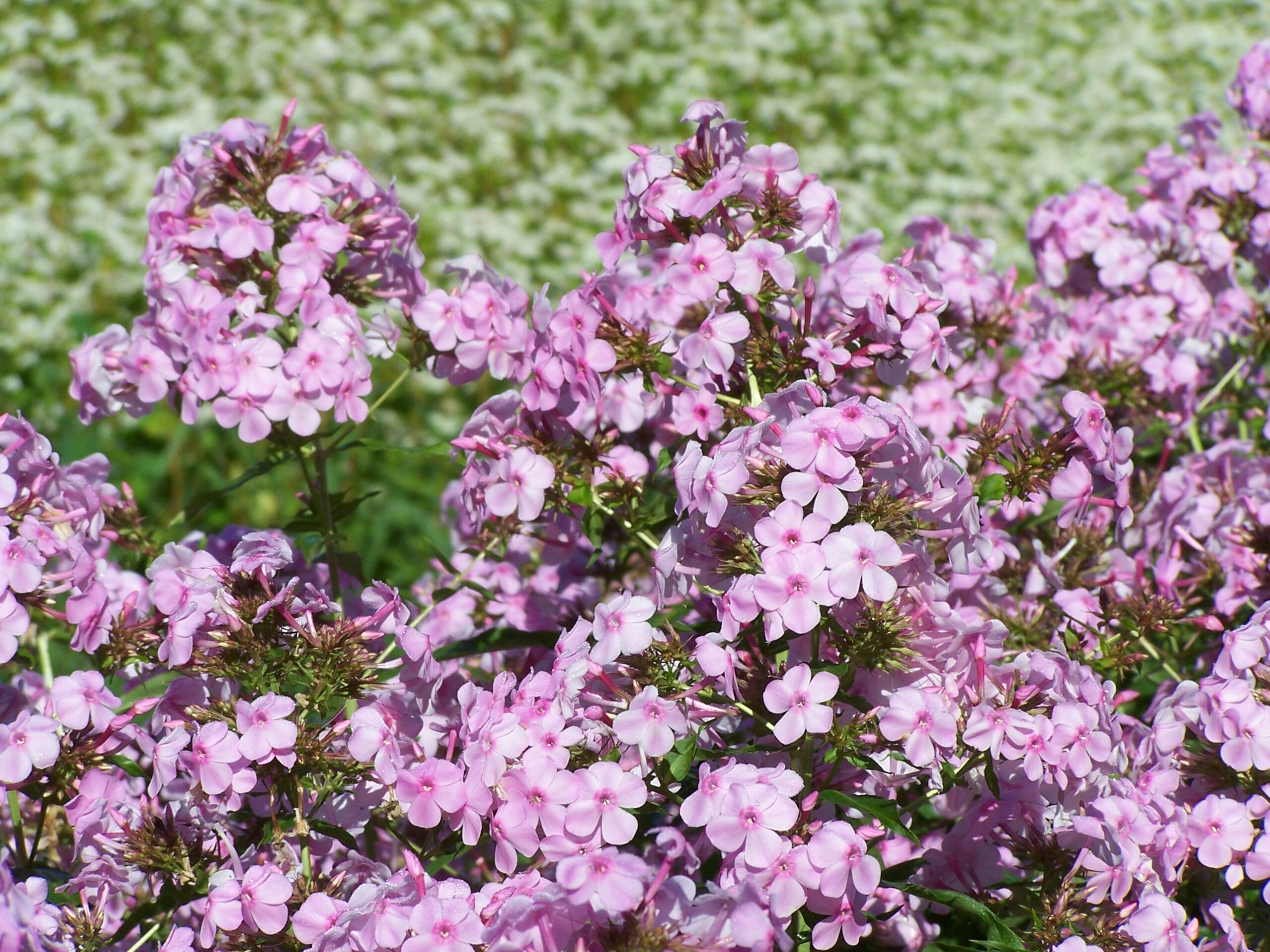 Old Cellarhole - Image 3