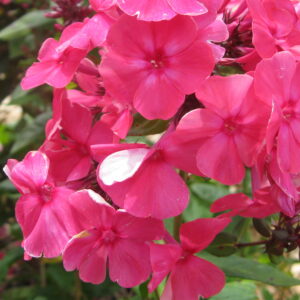 Sir Malcolm Campbell