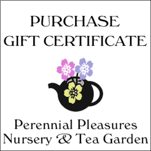 Gift Certificates