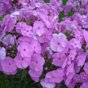 Fashionably Early Flamingo