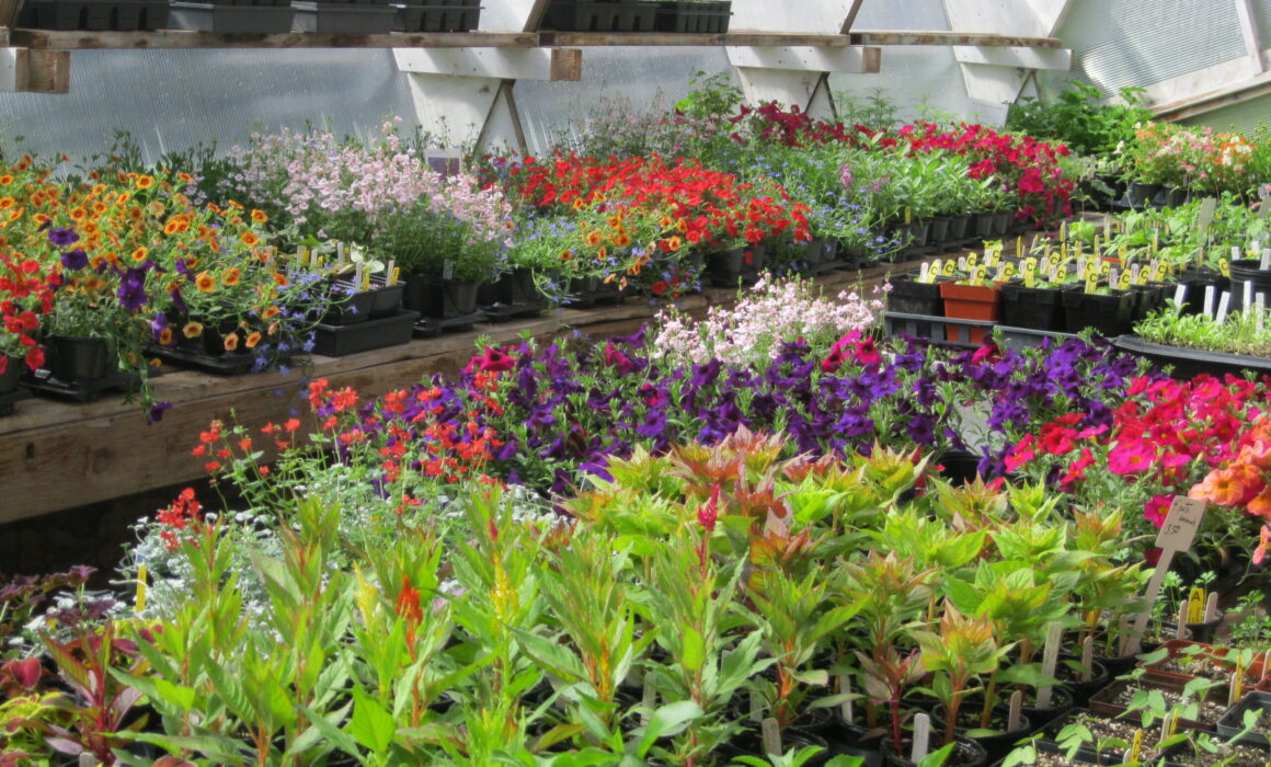 Greenhouse Flowers 13 1 +