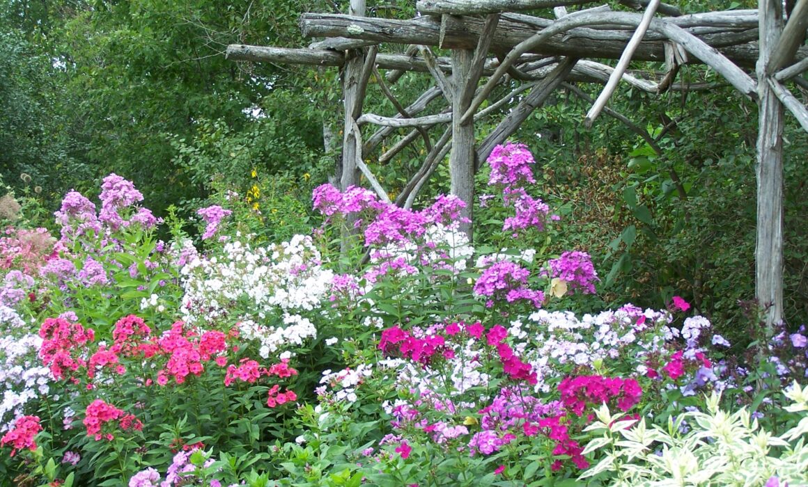 ppn atm phlox border 712